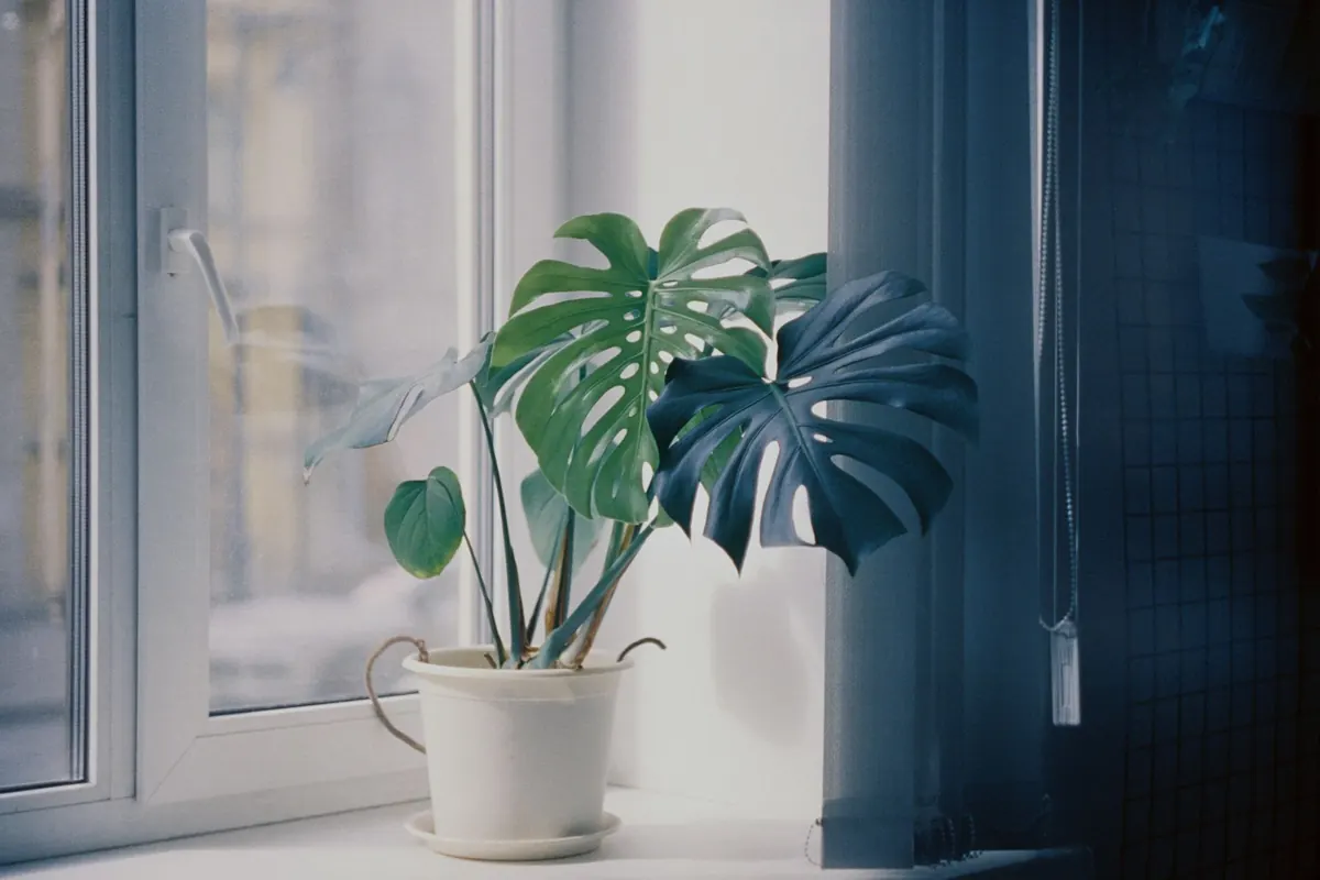 Review: Comparing Three Morning Ambient Albums for Focus